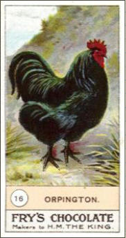 1920c - Frys Chocolate Collection Card Side 1 - Buff Fowl