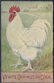 1935 - Spratts Cigerette Card - Buff Cock White