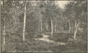1905c - St Pauls Cray - Common